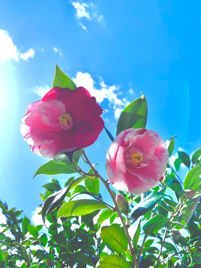 Private Guest House Kumanoyasai Near Takahara 田边市 外观 照片